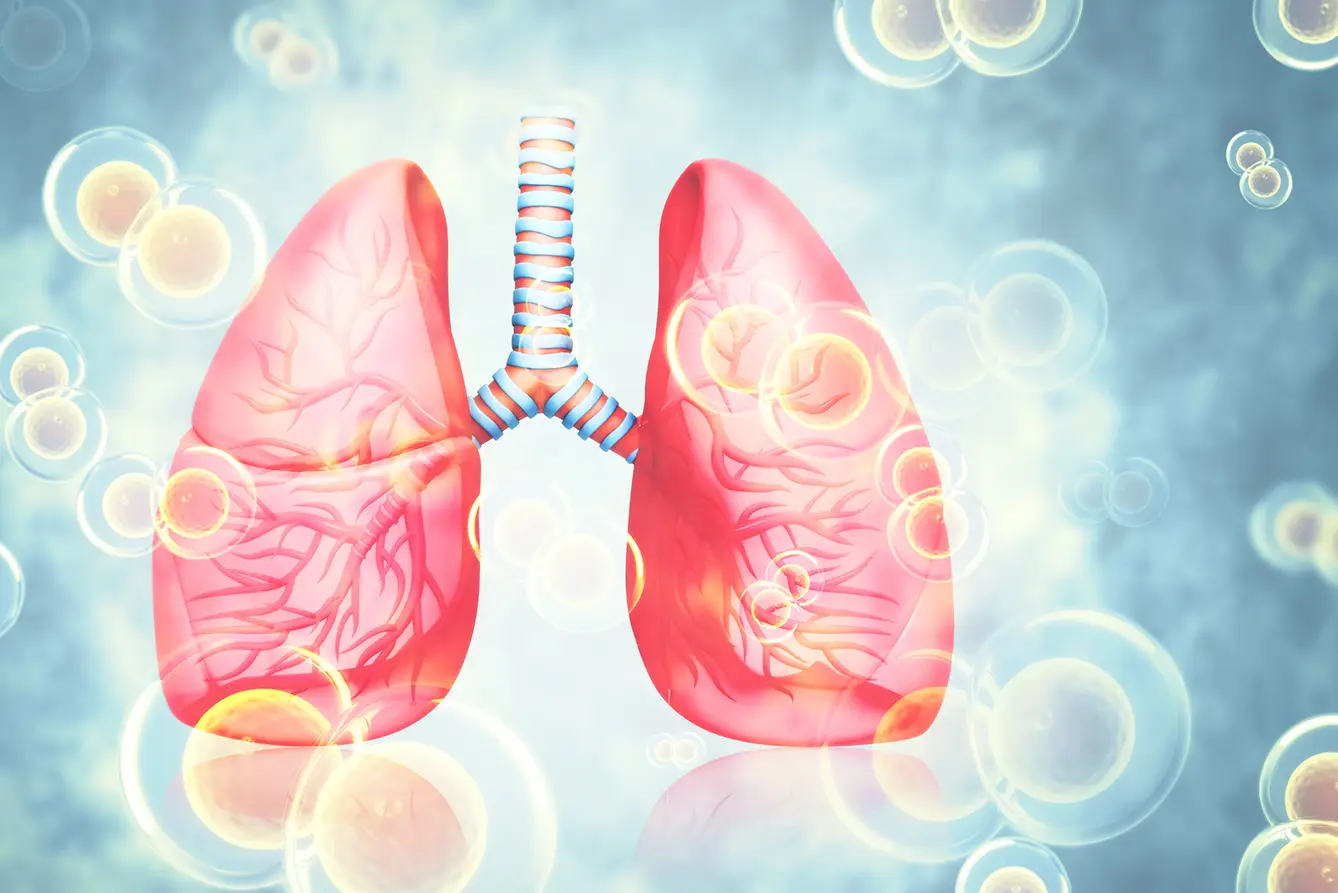 Illustration von Lungenflügeln